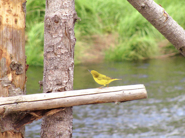 Very Busy Bird, Nova Scotia