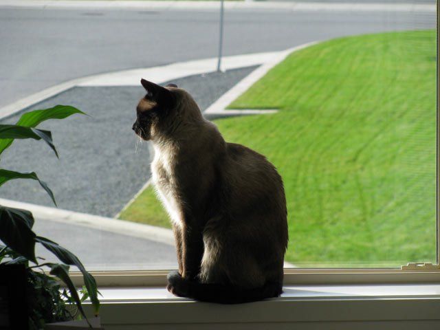 Siamese Cat