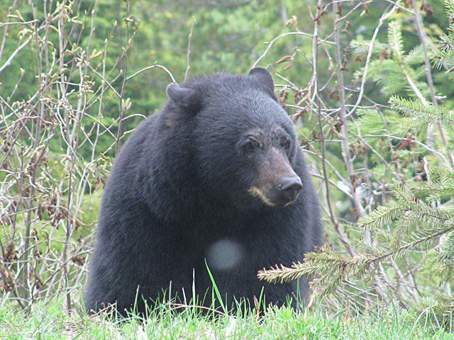 Bear at Mount Washington Alpine Resort