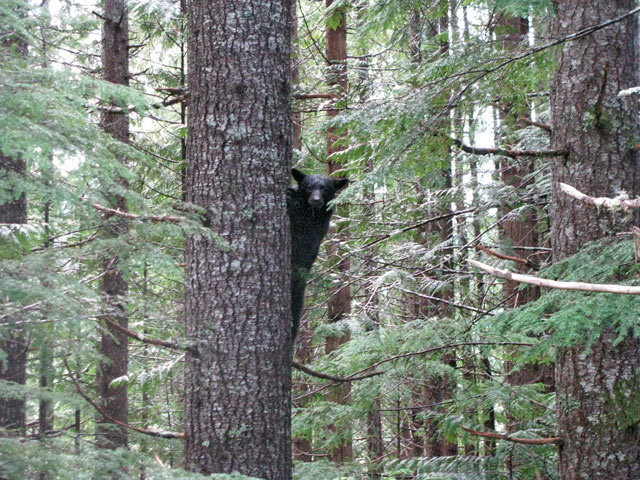 Baby Black Bear in a BC Forest