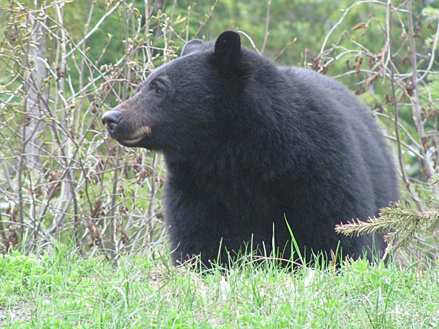 Black Bear, Mount Washington Alpine Resort, BC, Canada